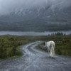 White Horse in Connemara